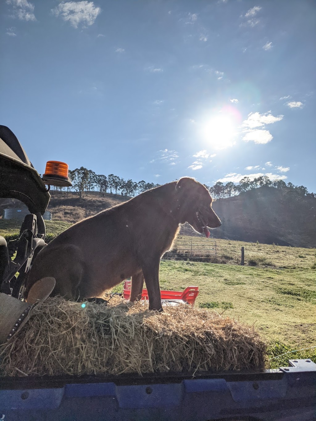 Ladybrook Farm | 2763 Kerry Rd, Darlington QLD 4285, Australia | Phone: 0409 267 039