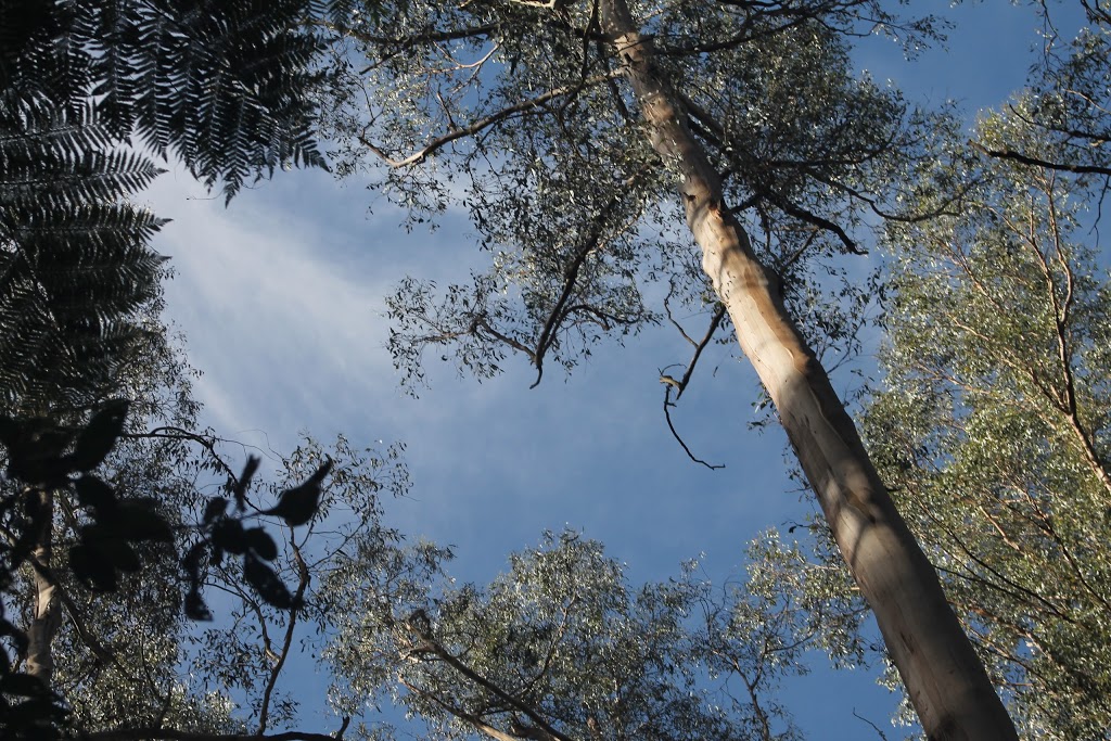 La La Falls Car Park | park | 25 Irruka Rd, Warburton VIC 3799, Australia | 131963 OR +61 131963