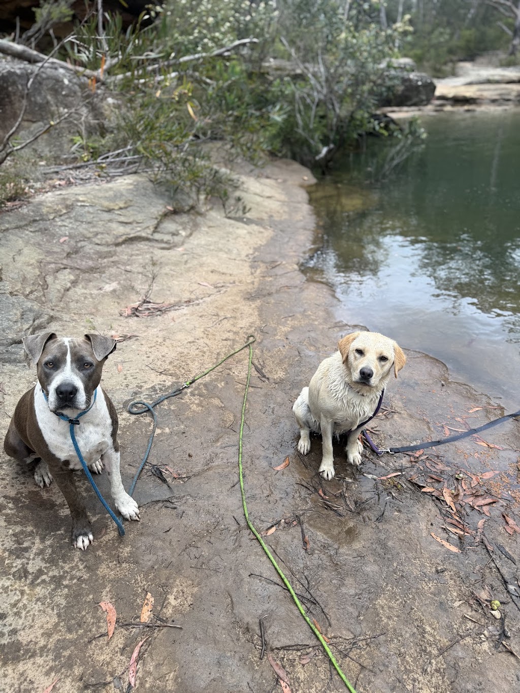 The Pamper Pup House | 680 Arina Rd, Bargo NSW 2574, Australia | Phone: 0493 308 557
