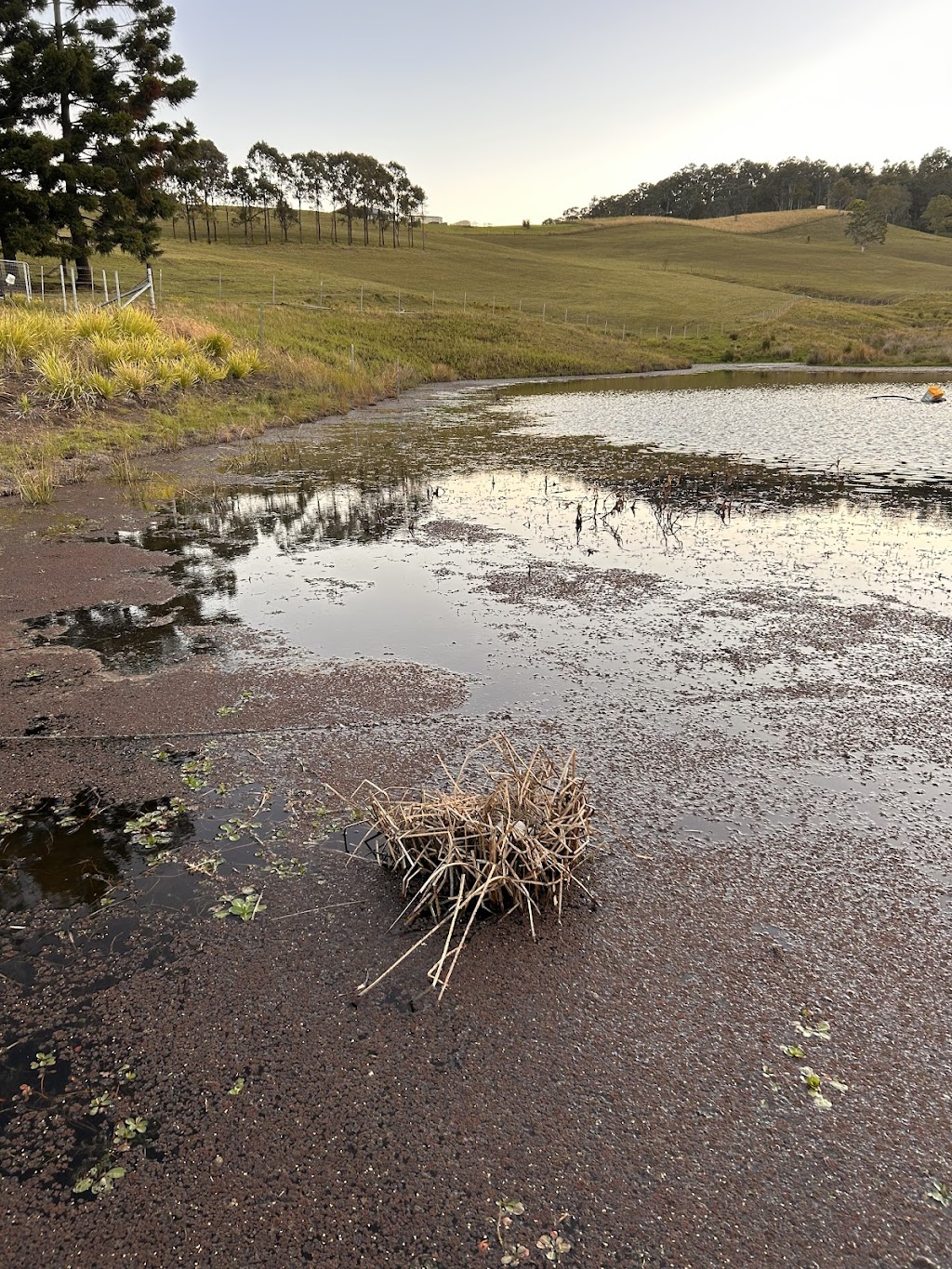 Ataraxis Farms | 825 Collins Creek Rd, Kygole NSW 2474, Australia | Phone: 0431 087 733