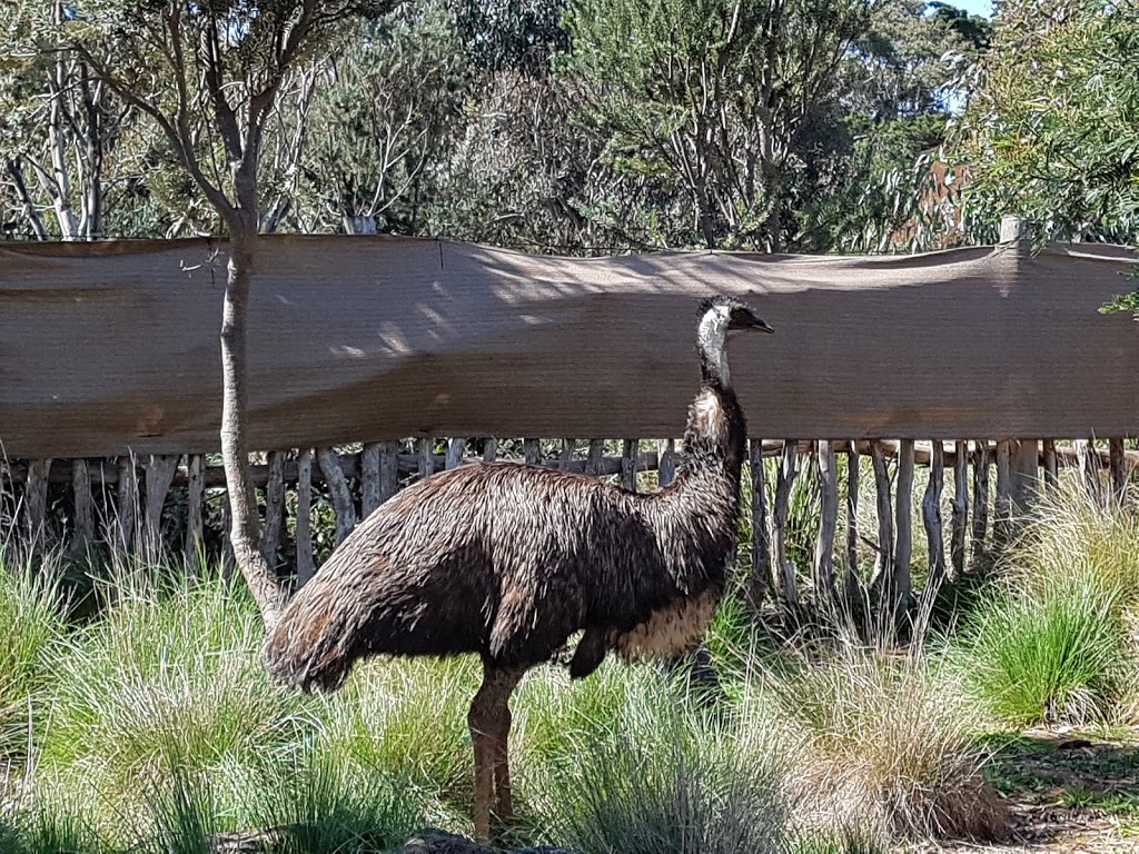 Werribee Open Range Zoo | zoo | K Rd, Werribee South VIC 3030, Australia | 1300966784 OR +61 1300 966 784