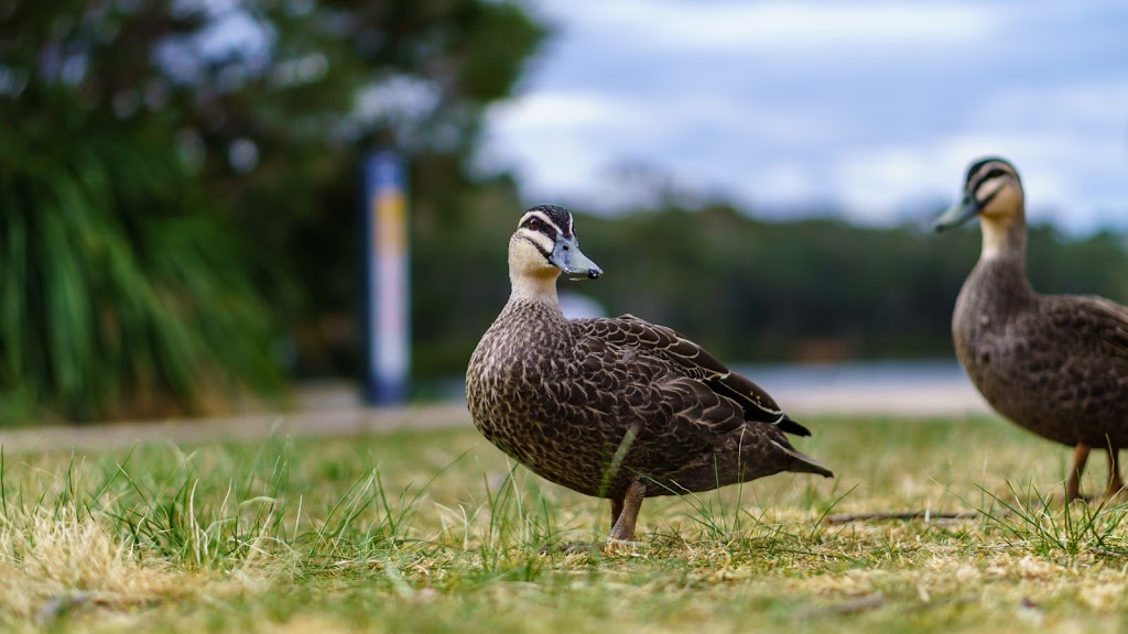 Wentworth Falls Lake | 44 Sinclair Cres, Wentworth Falls NSW 2782, Australia | Phone: (02) 4780 5000