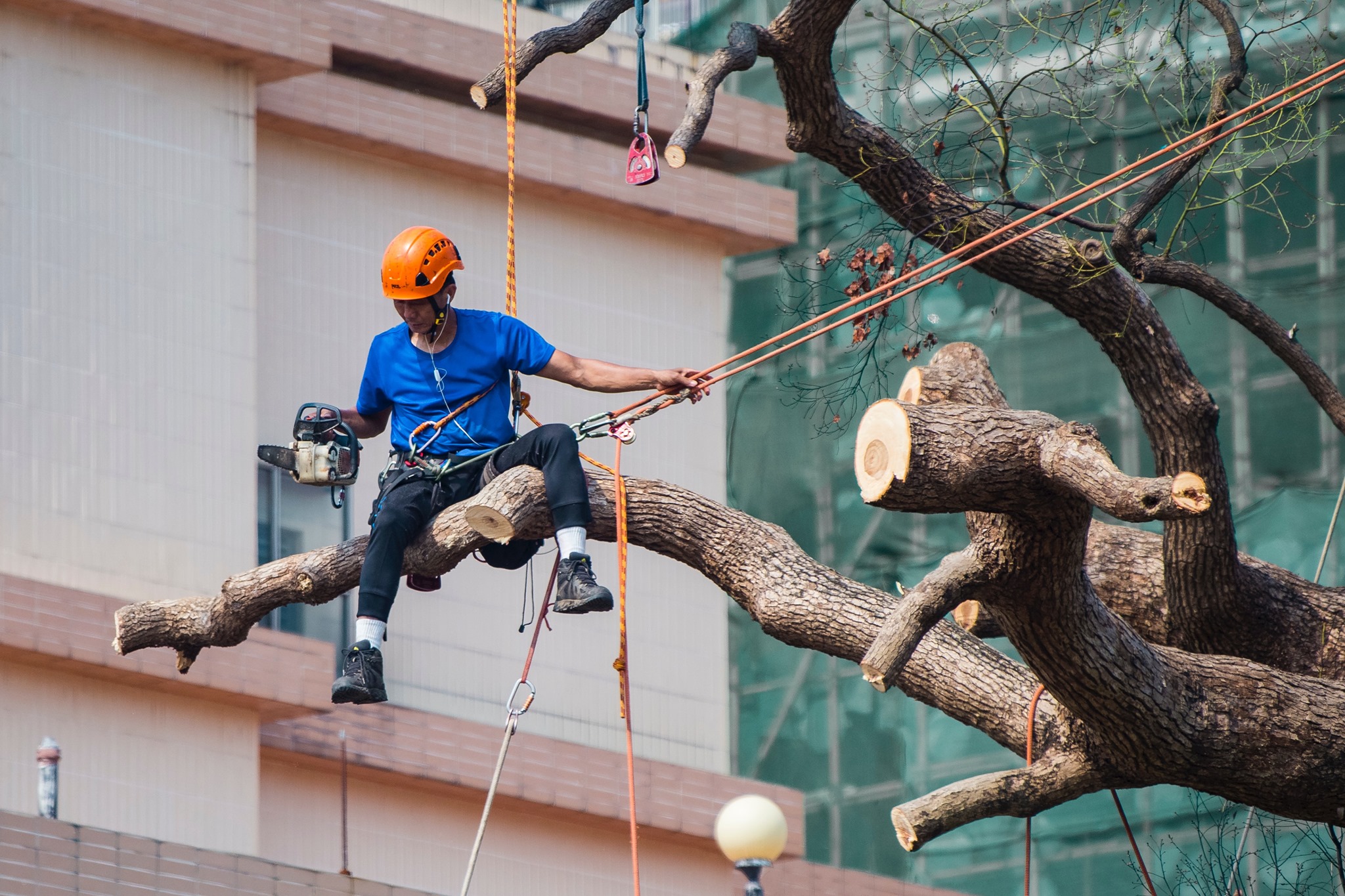 Sandringham Tree Service | 2229 Simcoe County Rd 21 Innisfil, ON L9S 4C1 | Phone: 61 1300 157 861