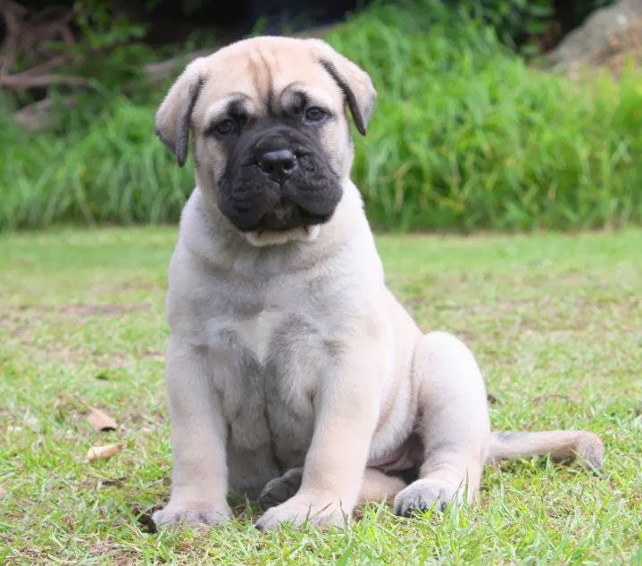 Swanbrook Bullmastiffs | 191 Swan Rd, Jimboomba QLD 4280, Australia | Phone: 0419 666 859