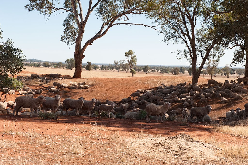 "Bolo" Farm Homestead | 844 Bolo Road, Kiacatoo NSW 2877, Australia | Phone: (02) 9832 2777