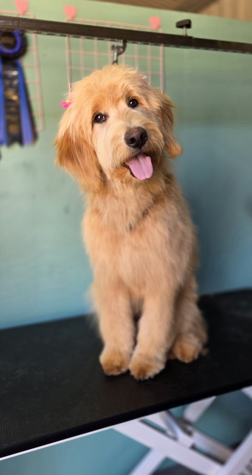 Bark & Bloom Grooming | 2 Keith Mitchell Dr, Warwick QLD 4370, Australia | Phone: 0427 786 774
