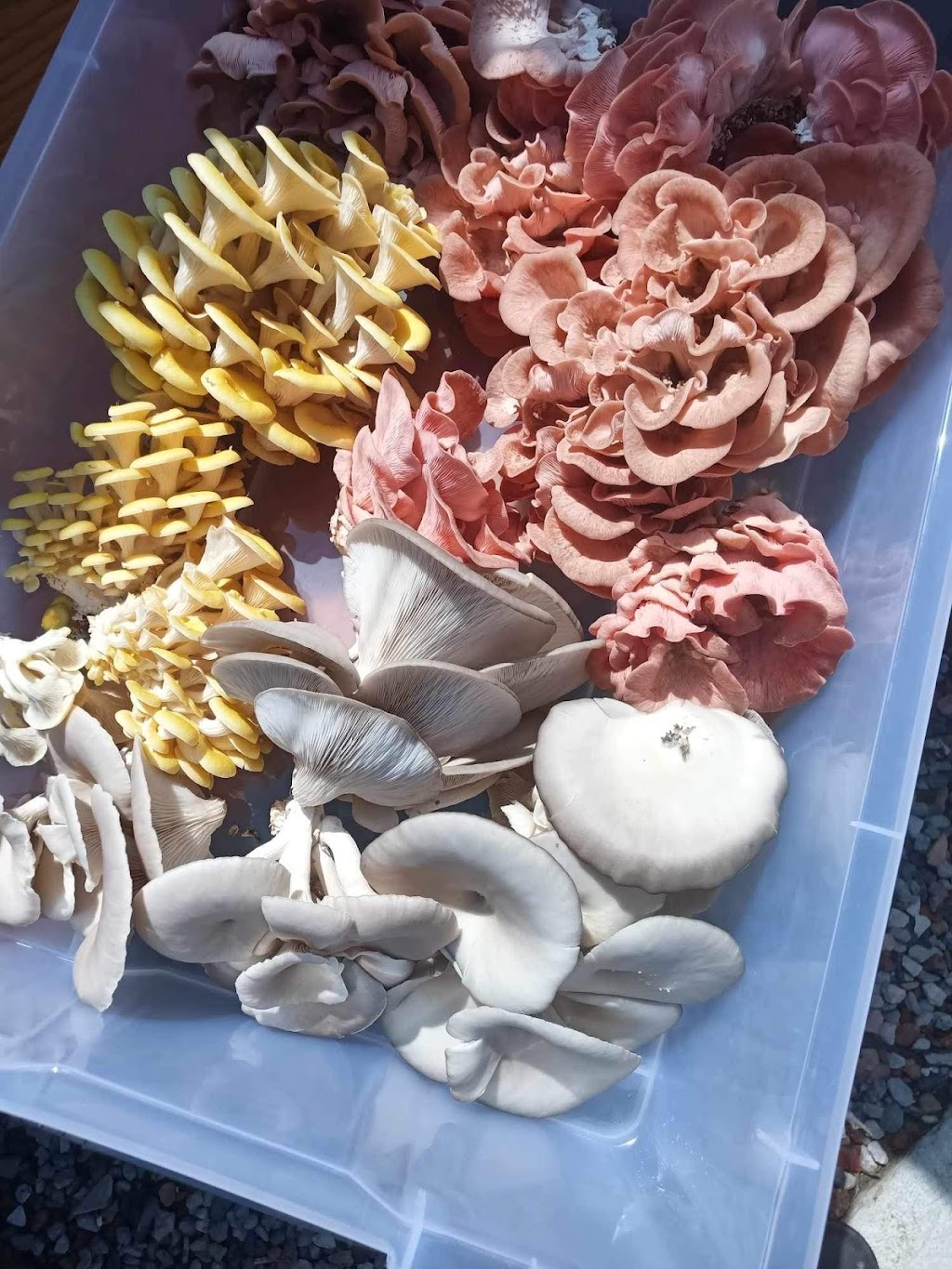 MindRise / EarthRising Mushroom Farm | Cataract St, Lawson NSW 2783, Australia | Phone: 0452 403 790