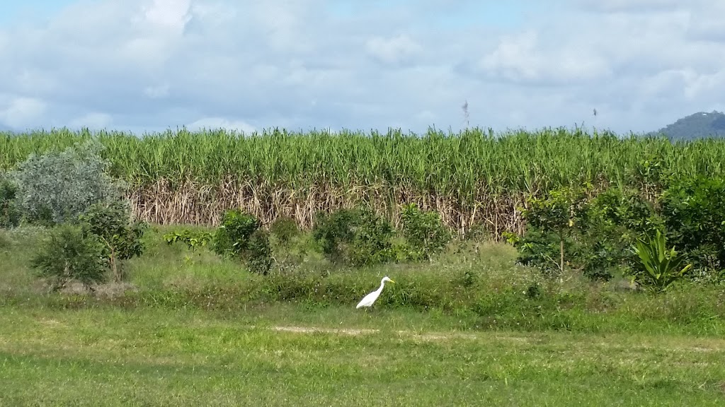 Cattana Wetlands | park | Dunne Rd, Smithfield QLD 4878, Australia | 0740443044 OR +61 7 4044 3044