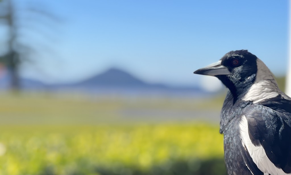 Black Possum Cottage | 17 Curlew Ave, Pindimar NSW 2324, Australia | Phone: (02) 4997 1300