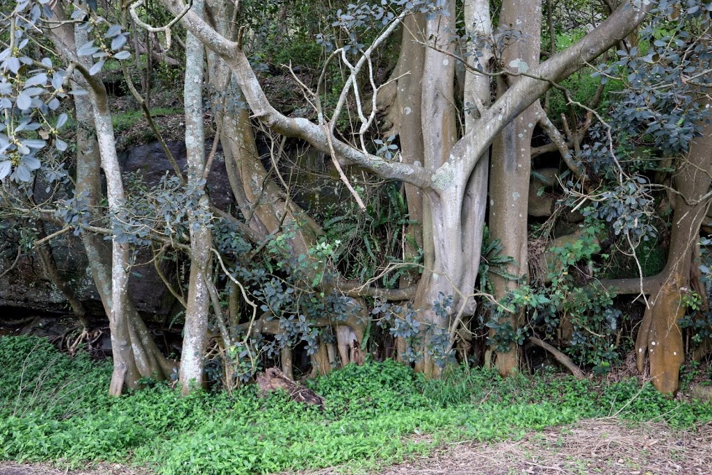 Tunks Park Memorial Trees | park | Lower Cliff Ave, Northbridge NSW 2063, Australia
