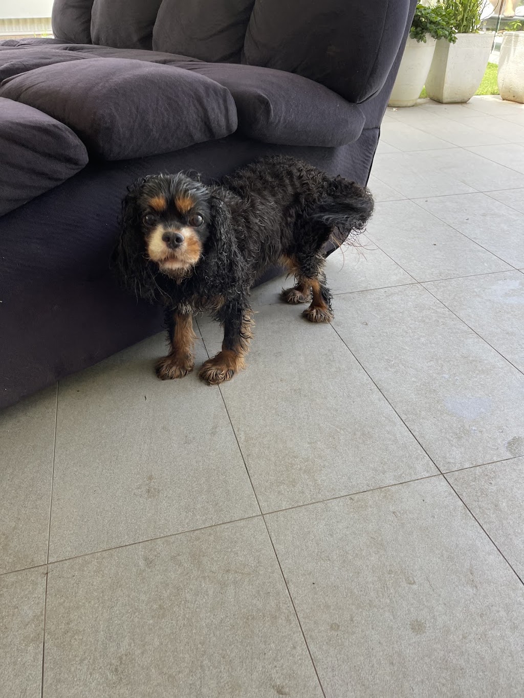Summer Cuts Dog Grooming | 146 Bishop Rd, Beachmere QLD 4510, Australia | Phone: 0432 366 702