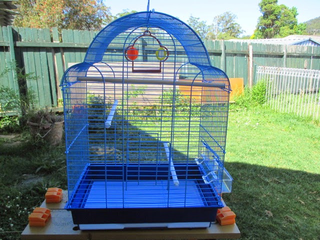 max & myaa;s birds | pet store | 1 Gilda Dr, Narara NSW 2250, Australia | 0415710905 OR +61 415 710 905