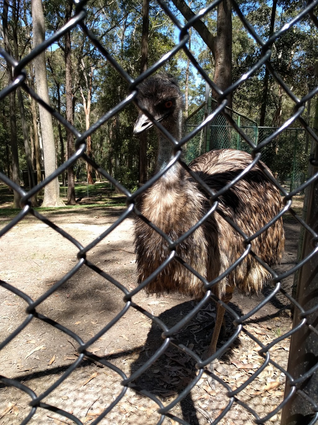 Blackbutt Reserve Wildlife Exhibit | zoo | Carnley Ave, New Lambton NSW 2305, Australia | 0249043344 OR +61 2 4904 3344