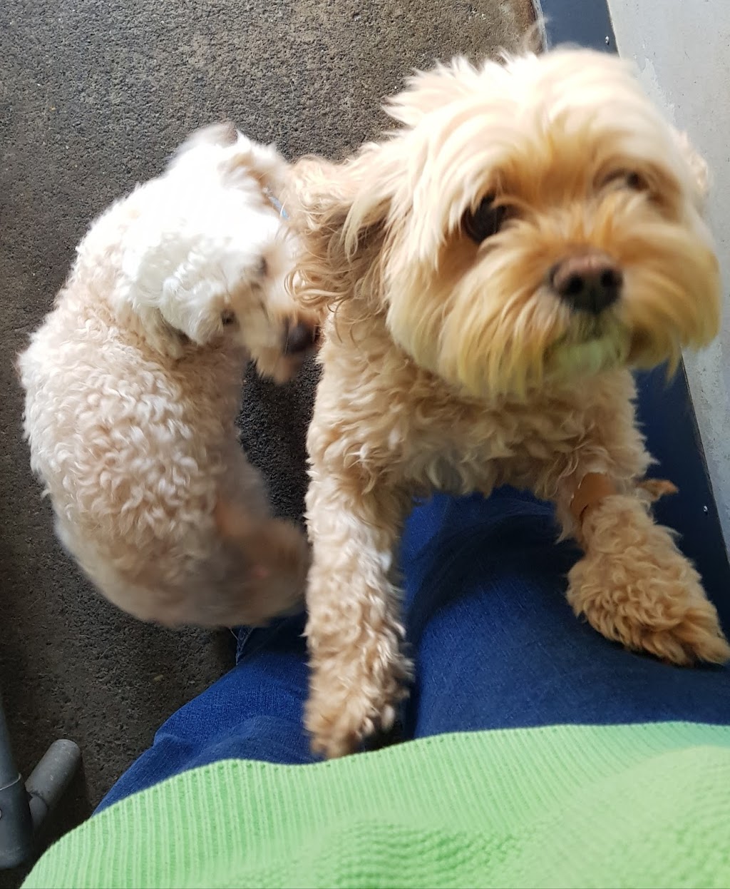 Doggos on Shelomith | 97 Shelomith Dr, Acton Park TAS 7170, Australia | Phone: 0439 984 260