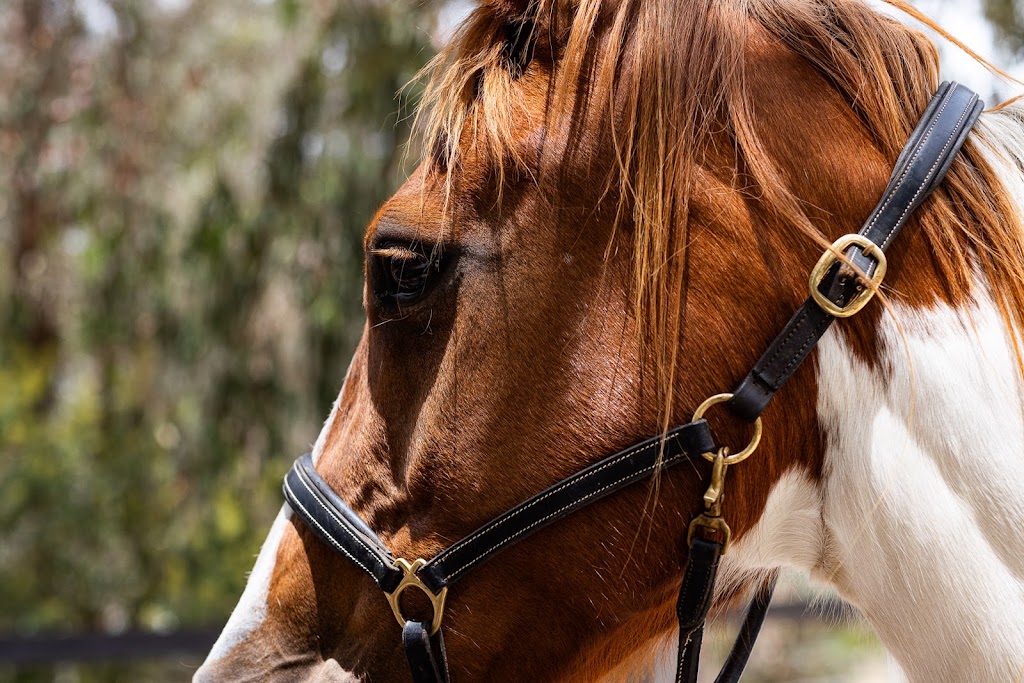Unicorn Valley Therapies | 85 Alma Rd, Panton Hill VIC 3759, Australia | Phone: 0408 522 205