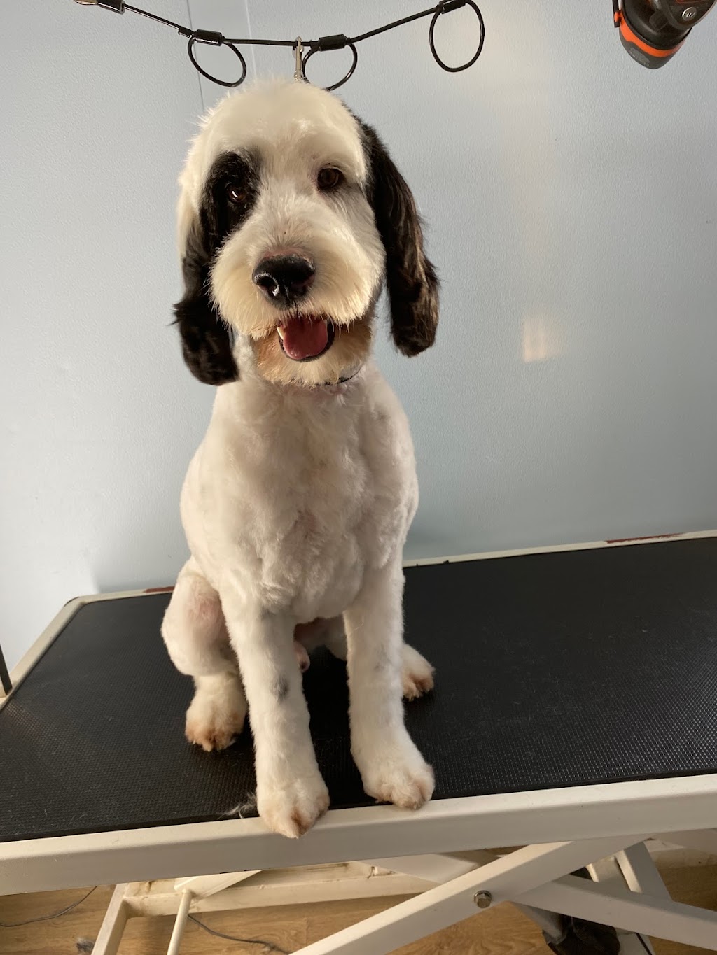 Perfect Paws Dog Grooming | 194 Cattai Ridge Rd, Maraylya NSW 2765, Australia | Phone: 0481 263 864