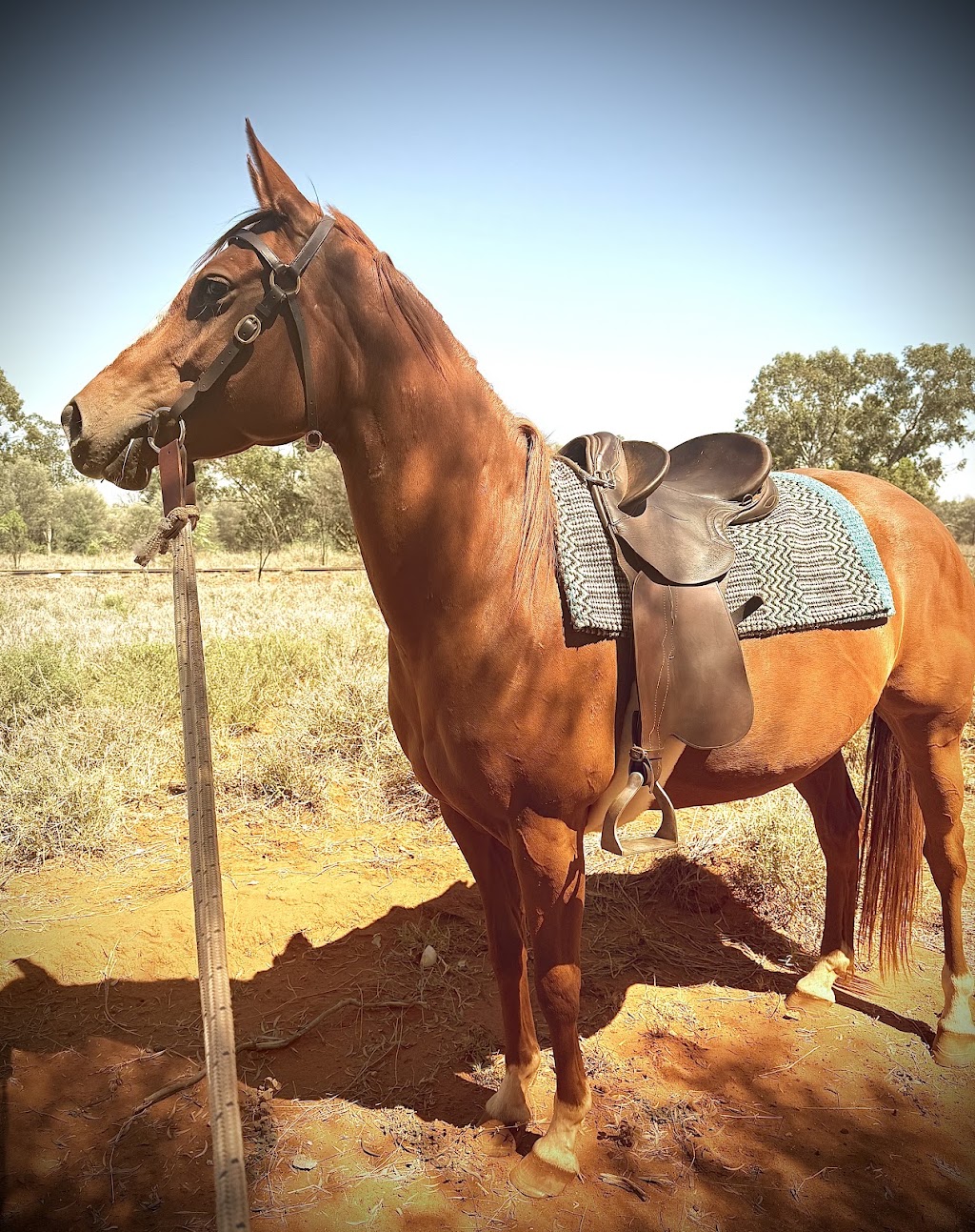 The Red Lizard Camping Ground | 30827 Mitchell Hwy, Charleville QLD 4470, Australia | Phone: 0428 928 867