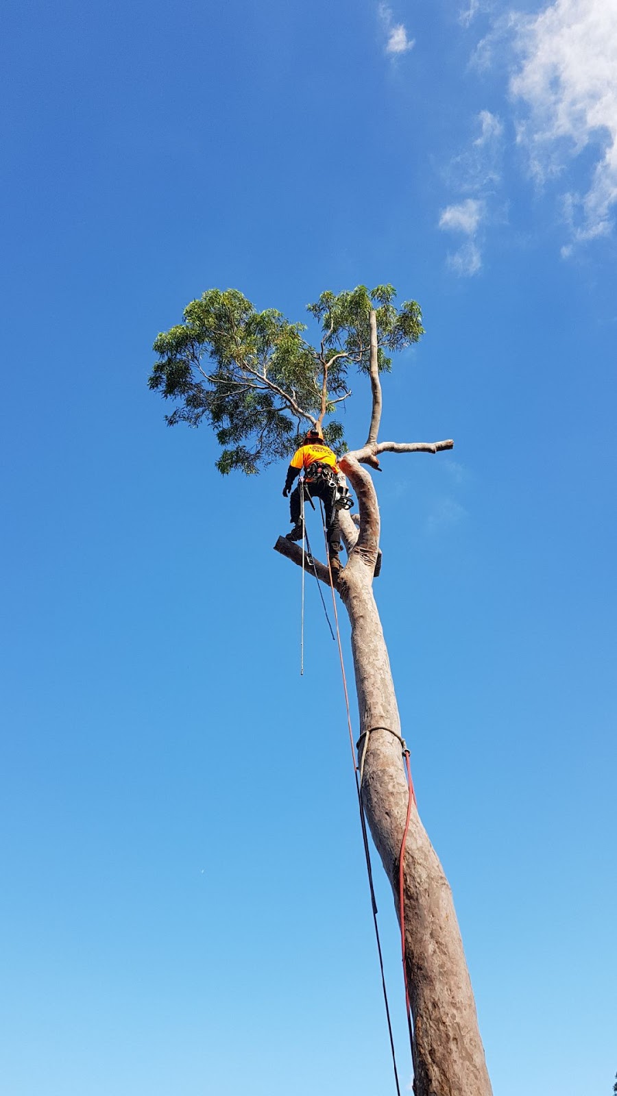 Dixons Trees | moving company | 2/6 Scrivener Ln, Springwood NSW 2777, Australia | 0413577817 OR +61 413 577 817