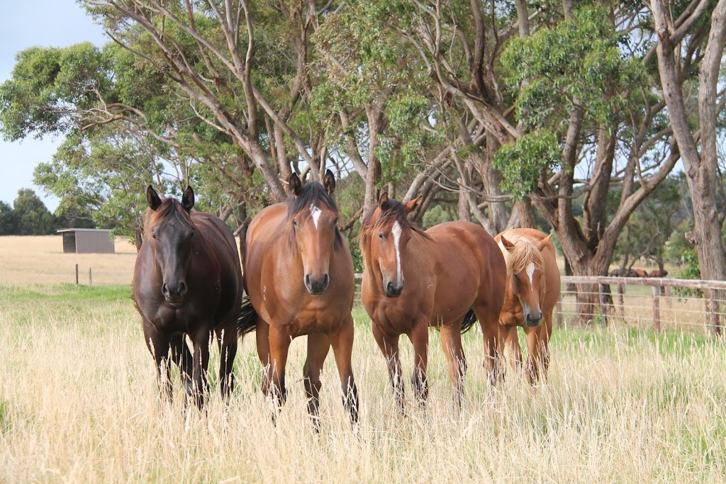 Musk Creek Farm | 7 Musk Creek Rd, Flinders VIC 3929, Australia | Phone: 0438 398 679