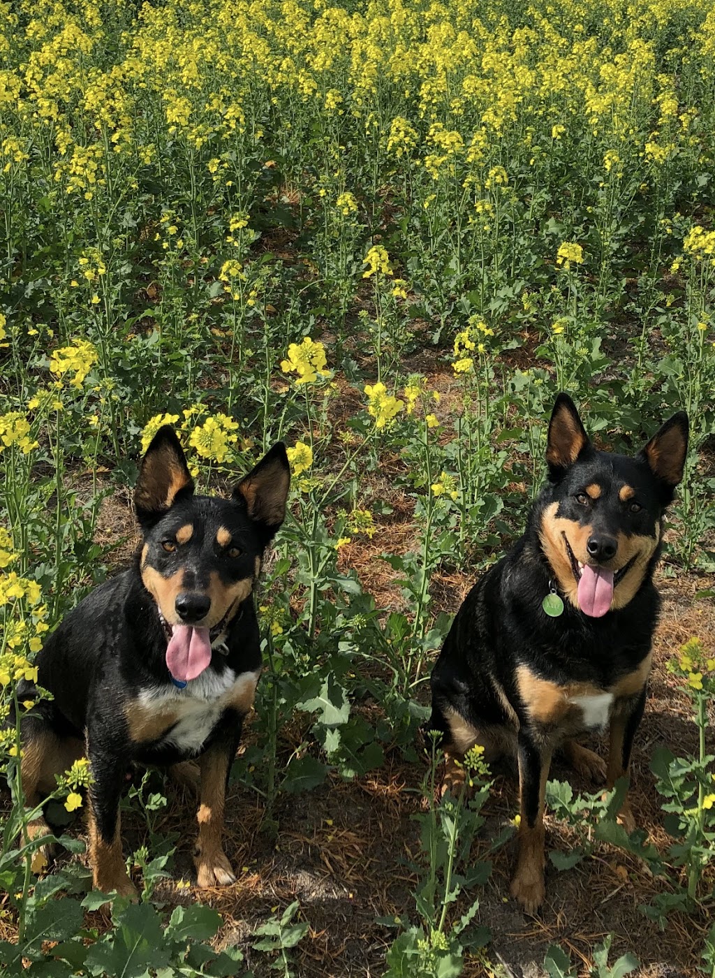 The Surf Coast Dog Trainer | 1430 Surf Coast Hwy, Torquay VIC 3228, Australia | Phone: 0402 225 860