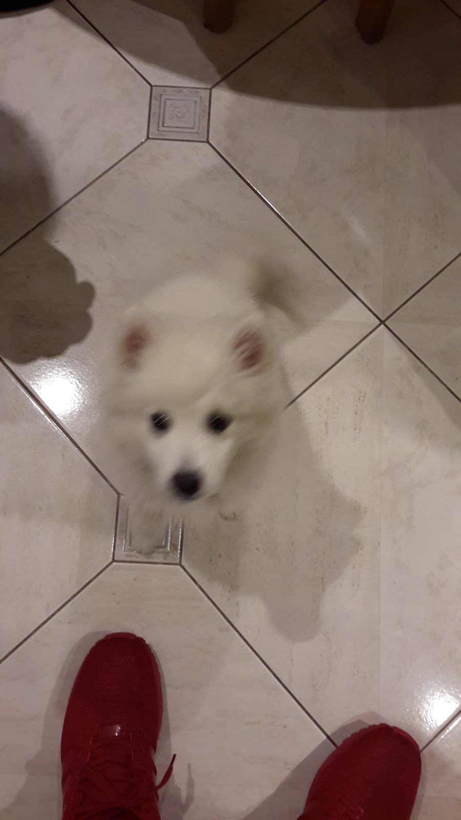 Yanni Rigos | 5 Clarkson Rd, Kallista VIC 3791, Australia | Phone: (03) 9755 2722