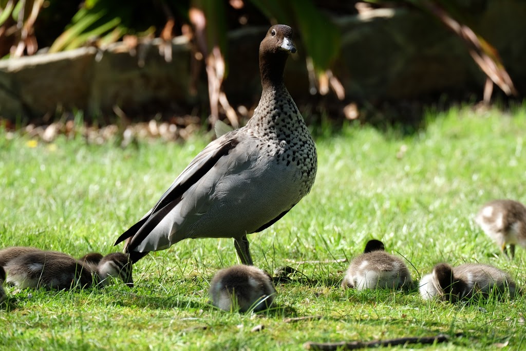 Peninsula Gardens Bushland Reserve. | park | 349 Jetty Rd, Rosebud VIC 3939, Australia | 1300850600 OR +61 1300 850 600