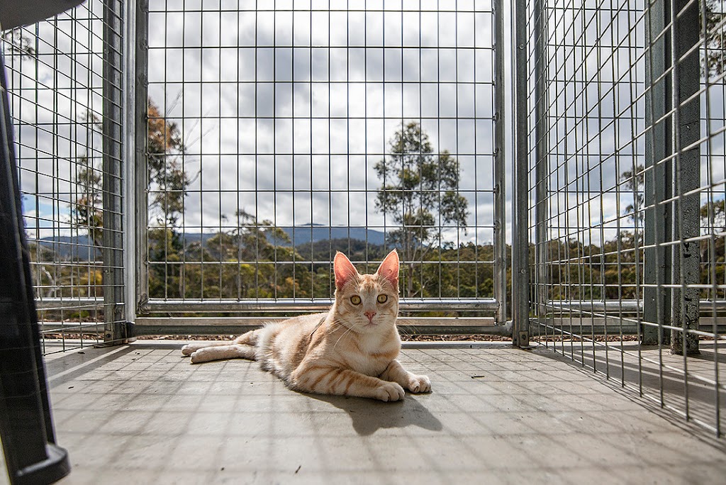 Cats on Summerleas | veterinary care | 212 Summerleas Rd, Kingston TAS 7050, Australia | 0444521919 OR +61 444 521 919