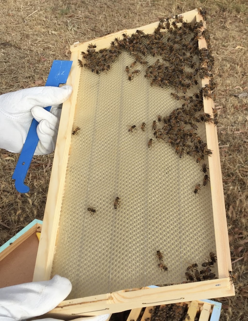 Arthurs Creek Bees and Honey | Arthurs Creek Rd, Arthurs Creek VIC 3099, Australia | Phone: 0419 567 308