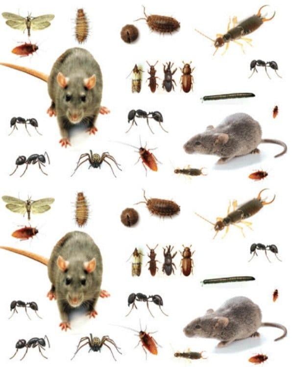 Swarm Pest Control Brisbane | 8 Brownleaf St, Mansfield QLD 4122, Australia | Phone: 1800 479 276