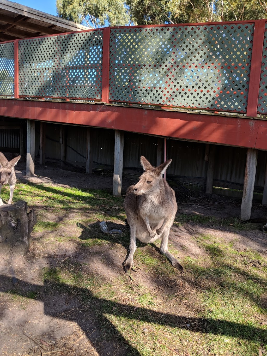 Maru Koala and Animal Park | zoo | 1650 Bass Hwy, Grantville VIC 3984, Australia | 0356788548 OR +61 3 5678 8548