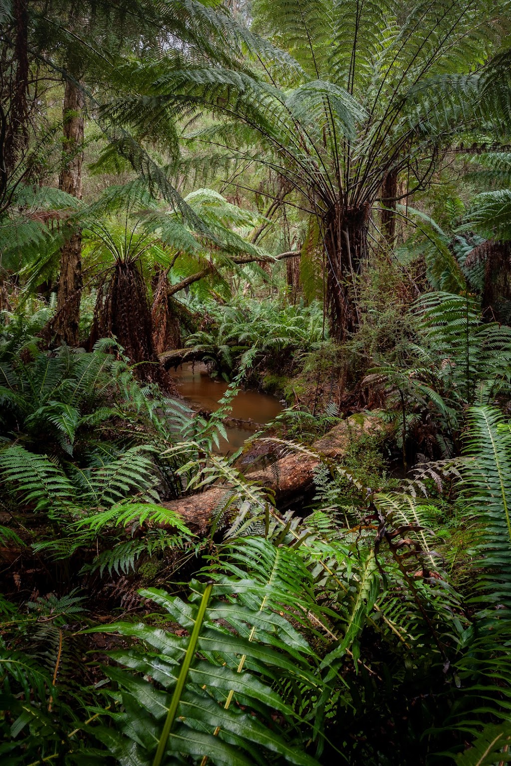 Wombats Den | 365 Gembrook-Tonimbuk Rd, Gembrook VIC 3783, Australia | Phone: 0409 004 323