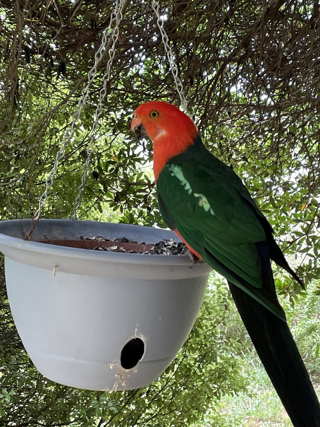 Glenlyon Blueberry Orchard | 18 Spring St, Glenlyon VIC 3461, Australia | Phone: 0484 183 686 Glenlyon Blueberry Orchard | 18 Spring St, Glenlyon VIC 3461, Australia | Phone: 0484 183 686