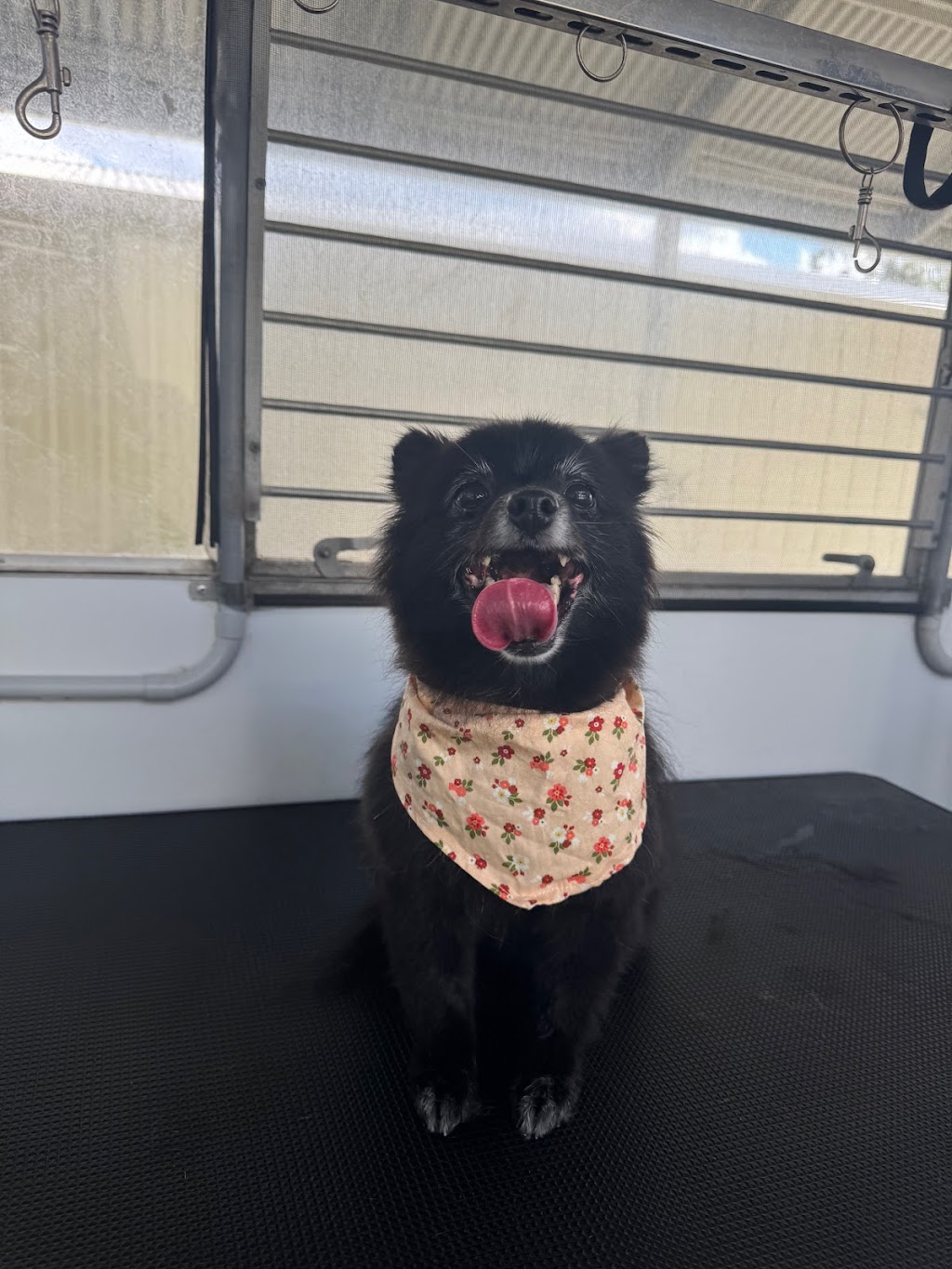 Clean a Paw, South Maclean | 29-39 Crest Rd, South Maclean QLD 4280, Australia | Phone: 0405 407 243 Clean a Paw, South Maclean | 29-39 Crest Rd, South Maclean QLD 4280, Australia | Phone: 0405 407 243