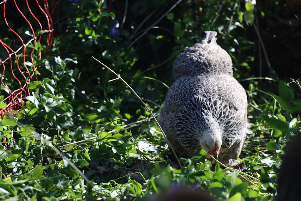 Purebred Chickens | 585 Pheasants Nest Rd, Pheasants Nest NSW 2574, Australia | Phone: 0493 035 656