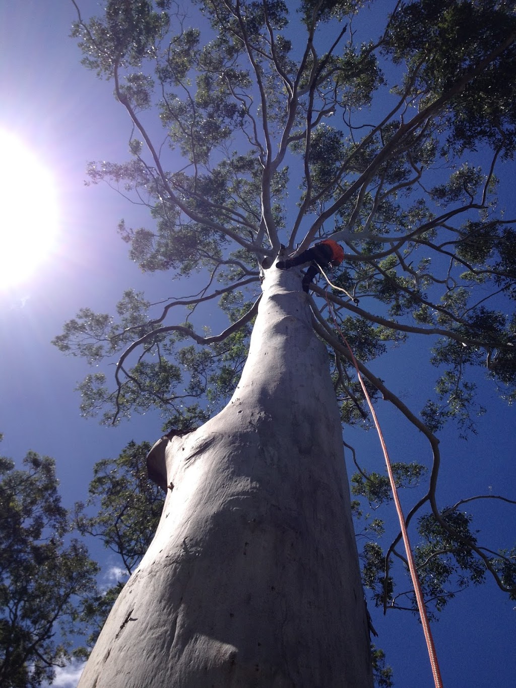 Monkey Business Tree Service | Nambour Bli Bli Road, Bli Bli QLD 4560, Australia | Phone: 0415 142 911