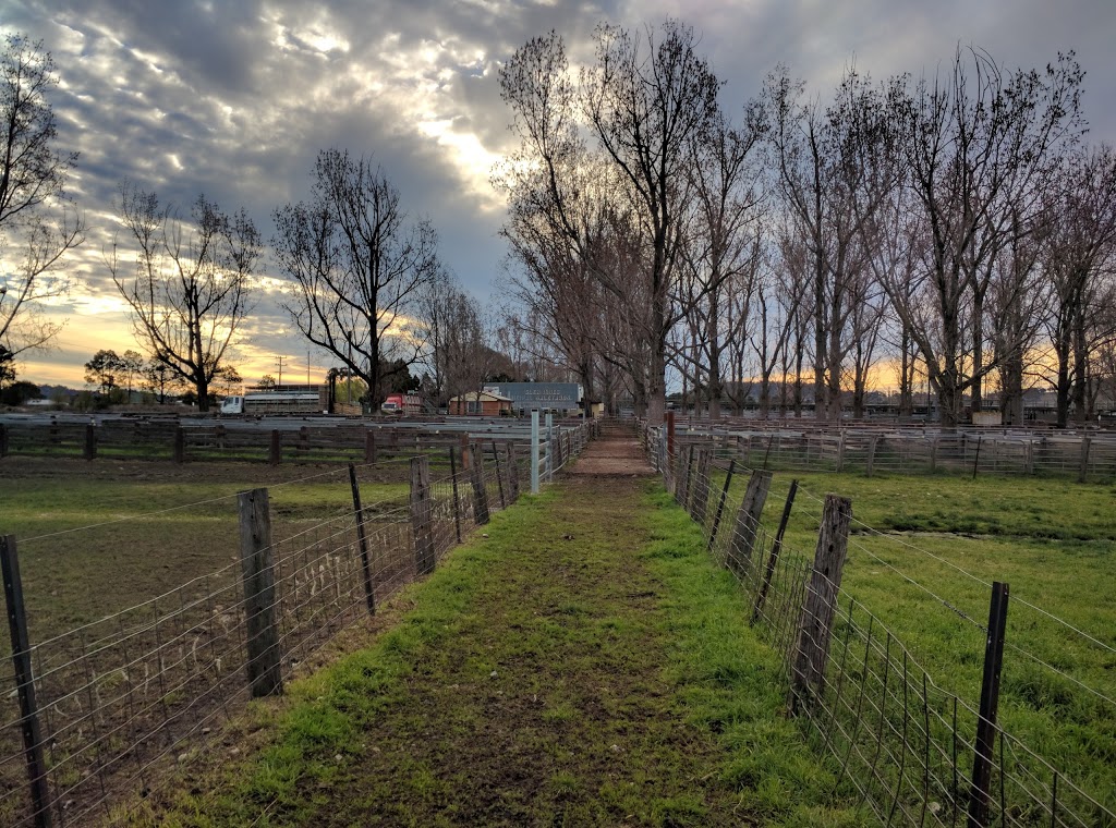 Glen Innes Regional Saleyards | 36 Lang St, Glen Innes NSW 2370, Australia | Phone: (02) 6730 2300