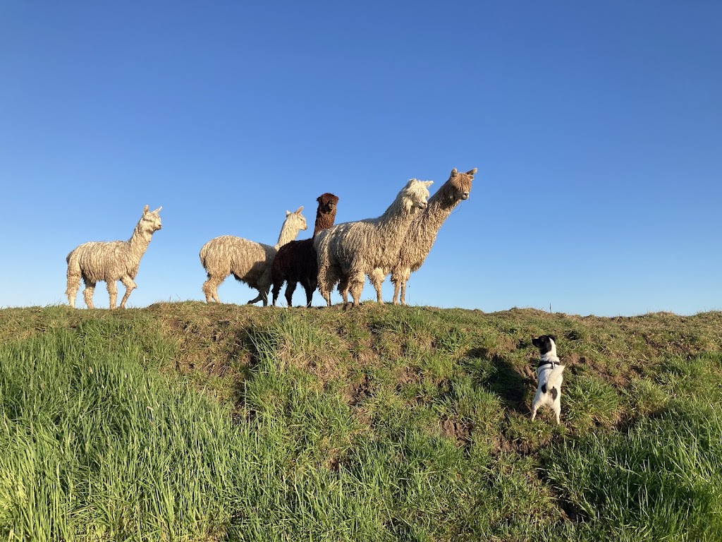 Rugged Cross Farm | 65 Irrewillipe-Pirron Yallock Rd, Irrewillipe VIC 3249, Australia | Phone: (03) 5235 3340