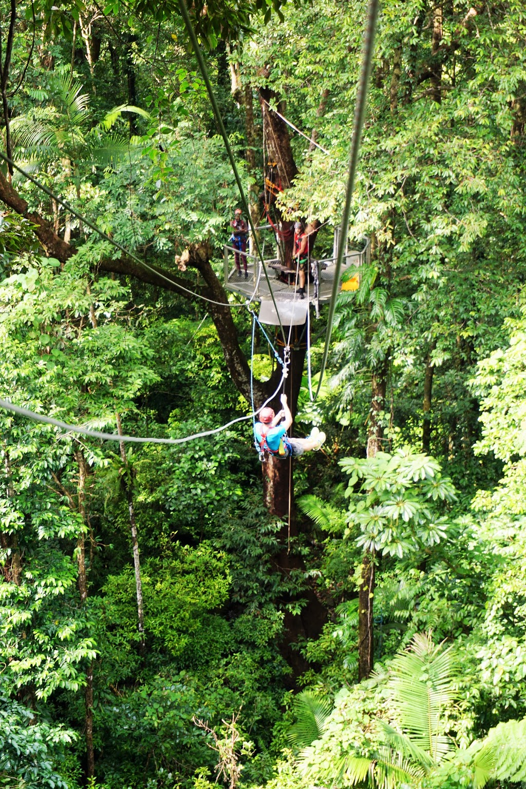 Jungle Adventure Centre | 3922 Cape Tribulation Rd, Cape Tribulation QLD 4873, Australia | Phone: (07) 4098 0190