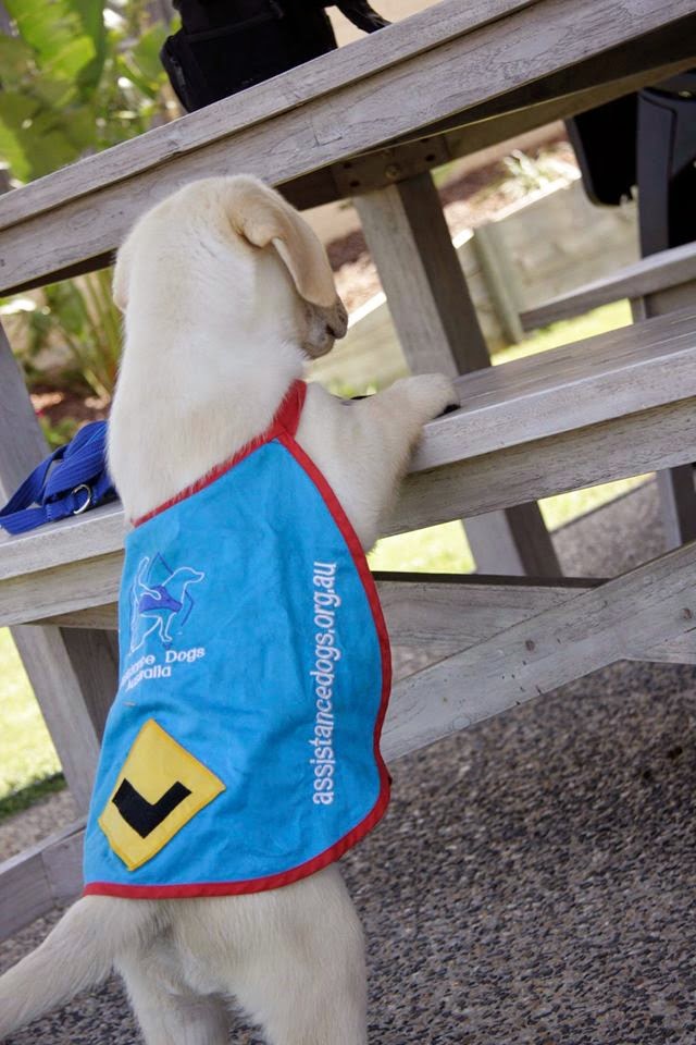 Assistance Dogs Australia | 1780 Princes Hwy, Waterfall NSW 2233, Australia | Phone: 1800 688 364