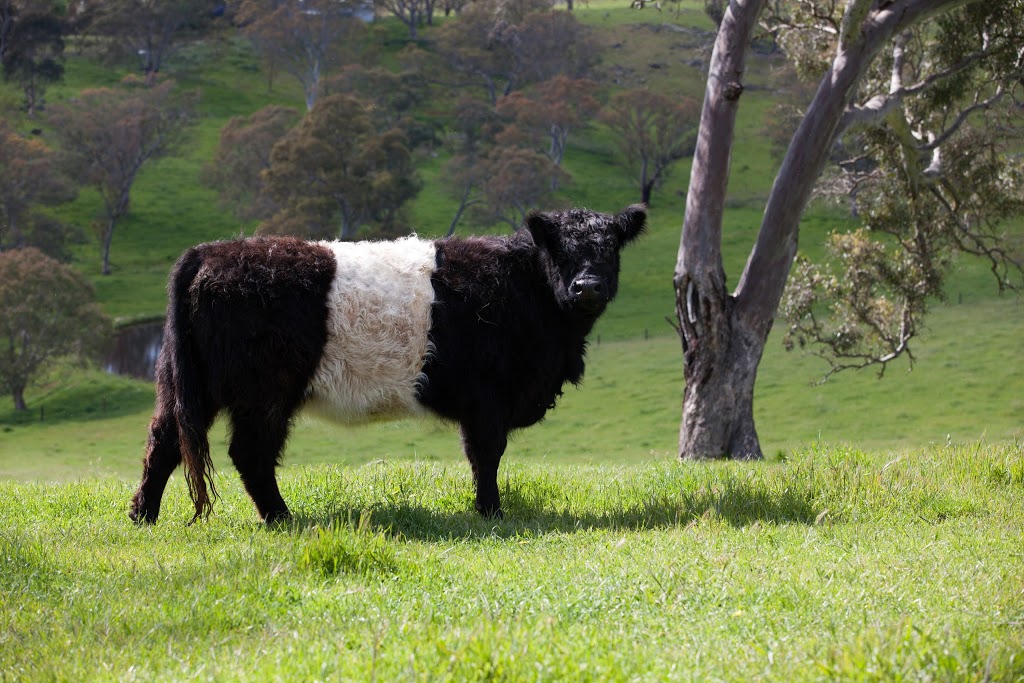 Clanfingon Belted Galloway | Cyanide Rd, Mount Torrens SA 5244, Australia | Phone: 0410 840 827