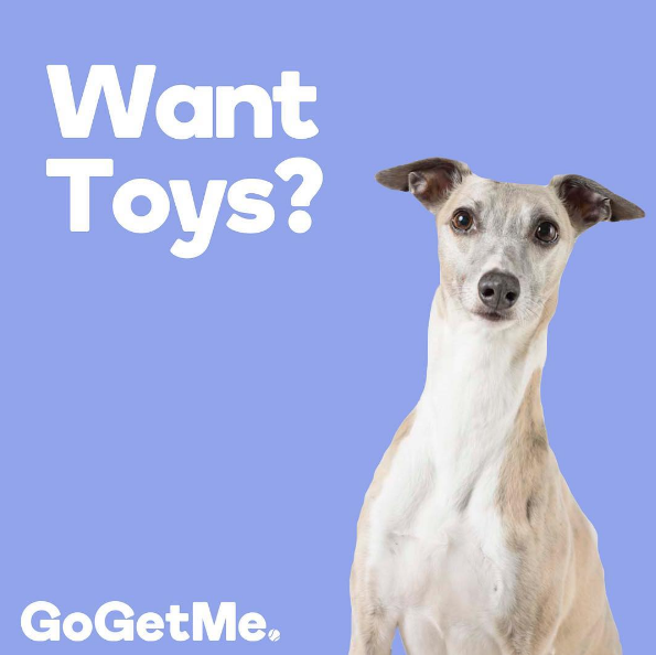 GogetMe | pet store | 204/254 Bay Rd, Sandringham VIC 3191, Australia | 0419617267 OR +61 419 617 267