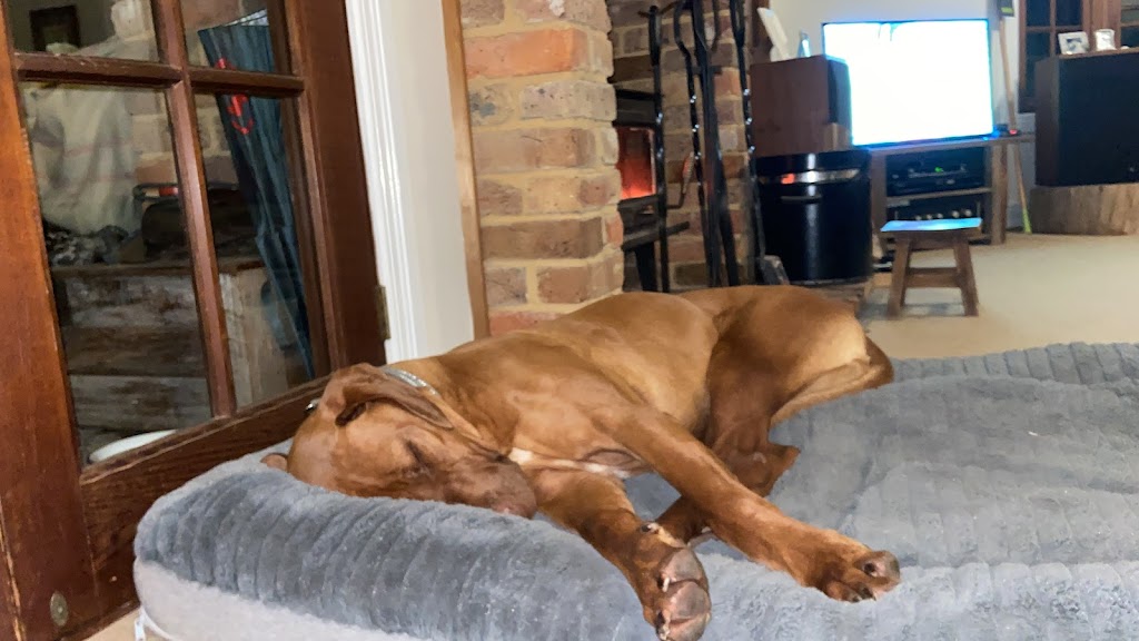Robin Oliver Pet Dog Training | 27 McCullough St, Cooranbong NSW 2265, Australia | Phone: 0407 253 181