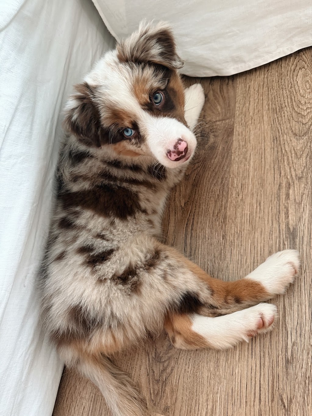 OliveGrove Estate Border Collies | 210 Inglewood Rd, Muscle Creek NSW 2333, Australia | Phone: 0427 530 955