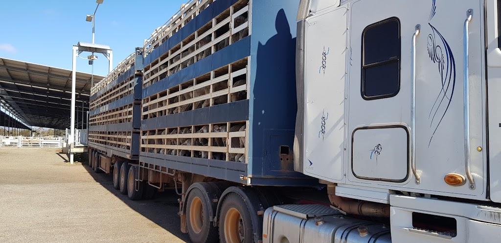 Katanning Sheep Saleyards | Katanning WA 6317, Australia | Phone: (08) 9821 9999