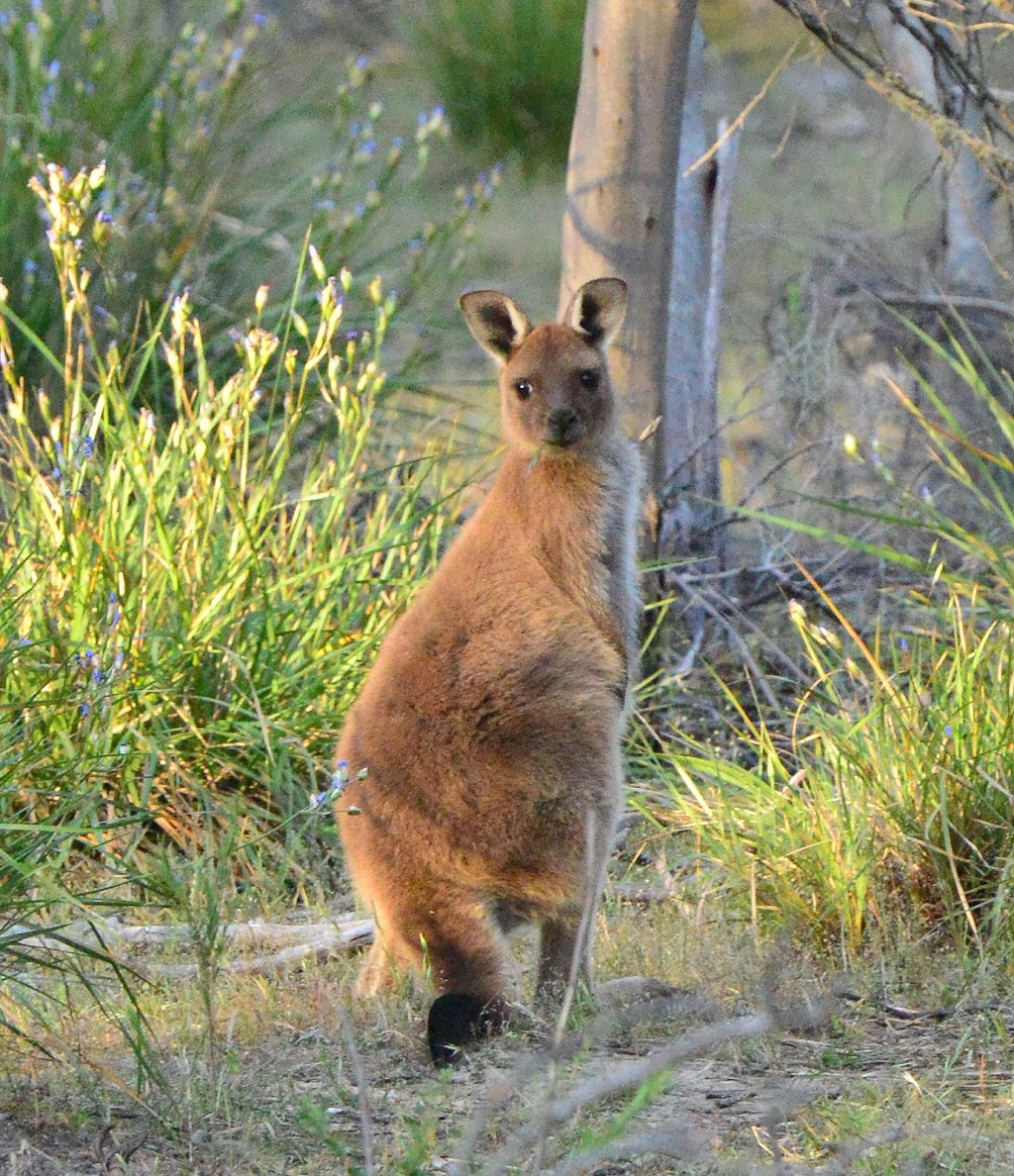 Stokes Bay Cliffs | lodging | 198 Christensen Track, Stokes Bay SA 5223, Australia | 0456221910 OR +61 456 221 910