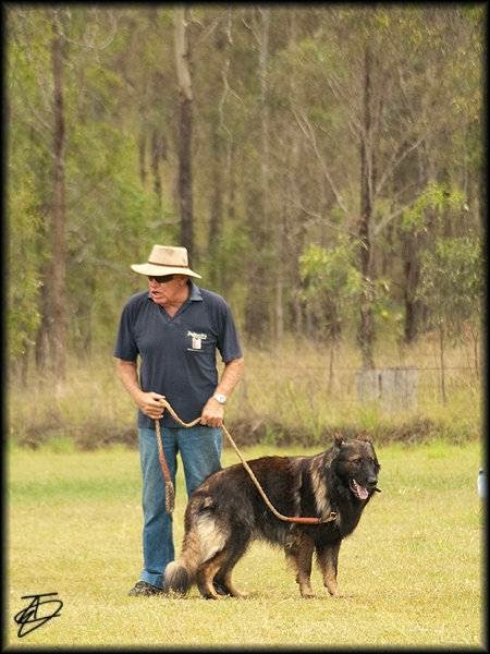 Aylwards Dog School | 49 Lairhopes Rd, Ebenezer (near Rosewood) QLD 4340, Australia | Phone: (07) 5464 1810