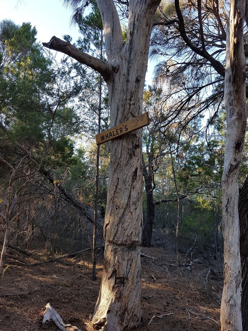 Whalers Lookout Scenic reserve | Esplanade, Bicheno TAS 7215, Australia