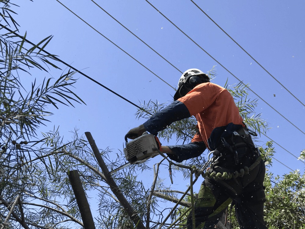 Treetops Tree Services | 3 Bussell Cres, Cook ACT 2614, Australia | Phone: 0407 573 008