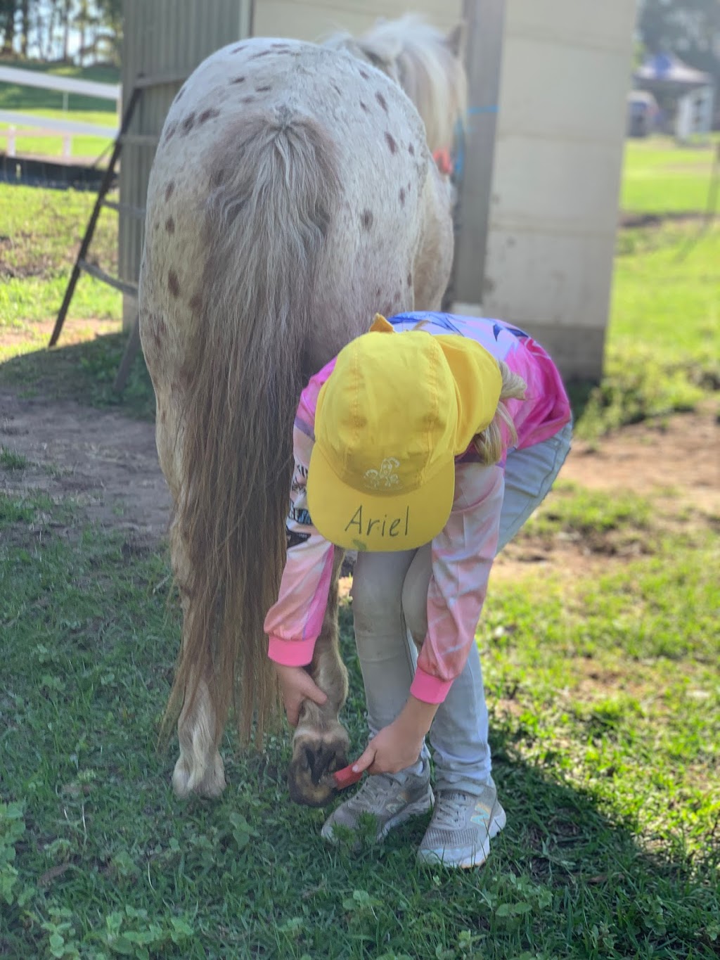 Equine Connect | 8 Andersen Rd, Mooloolah Valley QLD 4553, Australia | Phone: 0478 661 826