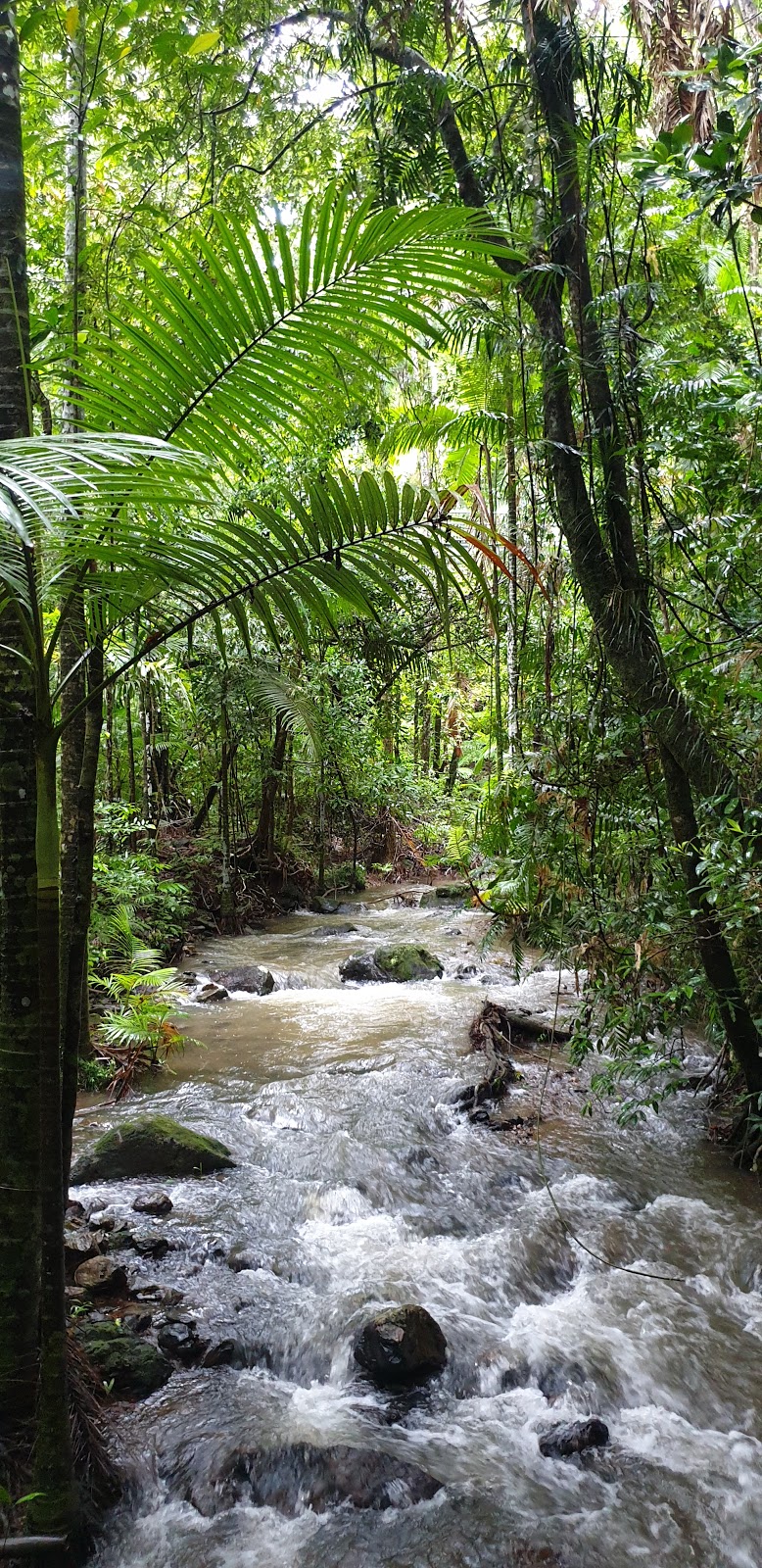 Daintree Discovery Centre | tourist attraction | Tulip Oak Road, Turn off, Cape Tribulation Rd, Cow Bay QLD 4873, Australia | 0740989171 OR +61 7 4098 9171